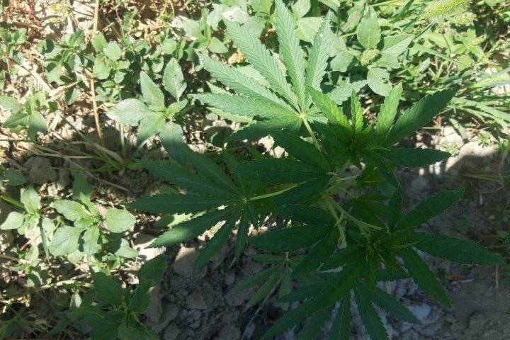 Житель Гурленского района выращивал каннабис