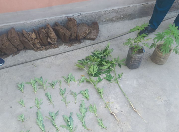 Житель Ферганской области выращивал опийный мак и каннабис