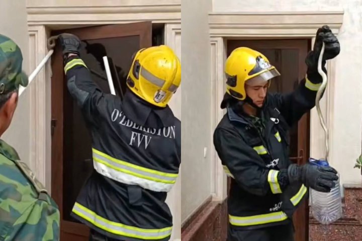 В Ташкенте участились случаи проникновения змей в жилые дома, спасатели вновь обезвредили одну из них — видео