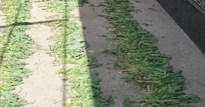 Множество случаев выращивания опийного мака и каннабиса выявляются в Бухарской области