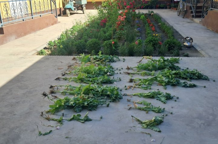 Пенсионер из Ферганской области сушил в своём доме головки опийного мака