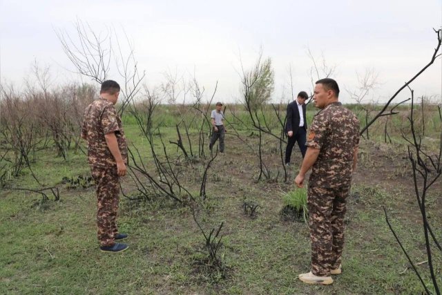 В Самарканде произошёл крупный лесной пожар