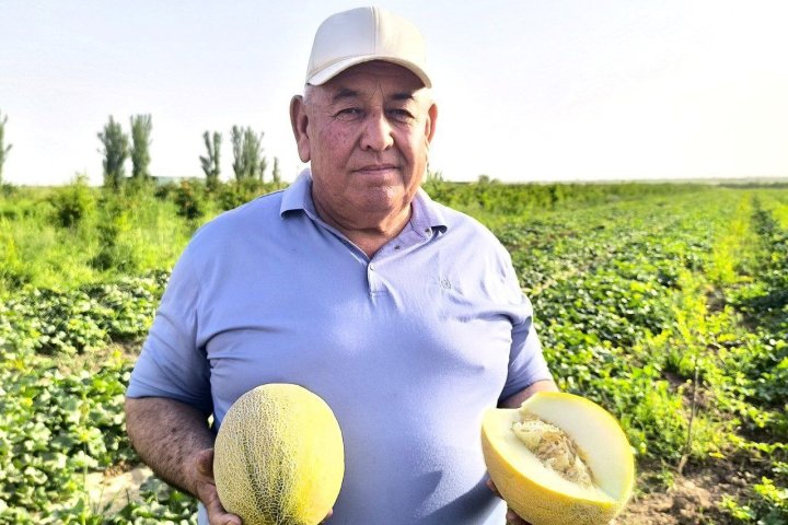 На рынках Узбекистана скоро появятся дыни