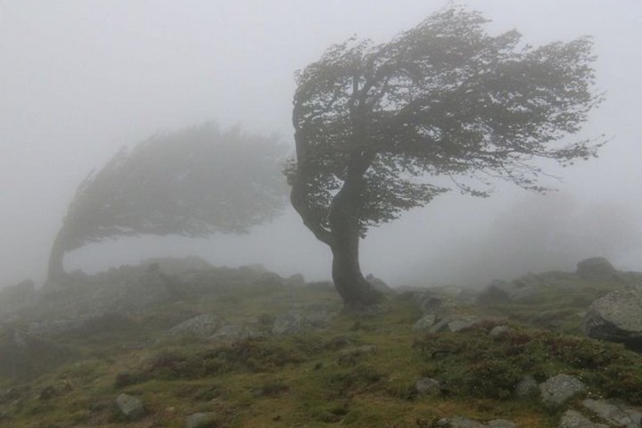 В Ташкенте наблюдаются сильные порывы ветра