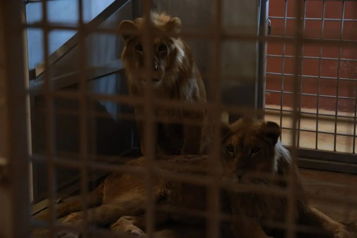 В Ташобласти изъяли африканских львов и других диких животных