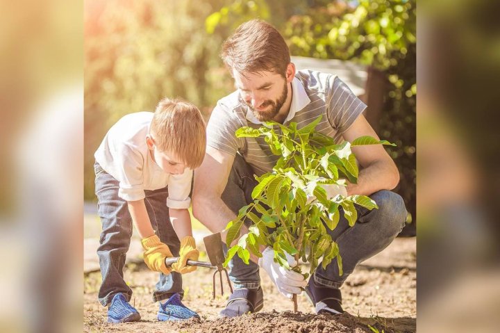 В Узбекистане запустят онлайн-платформу с данными о всех высаженных саженцах деревьев в республике