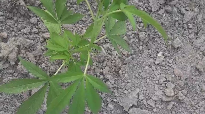 На территории Бухарской области продолжают выявлять граждан, которые выращивают каннабис и опийный мак