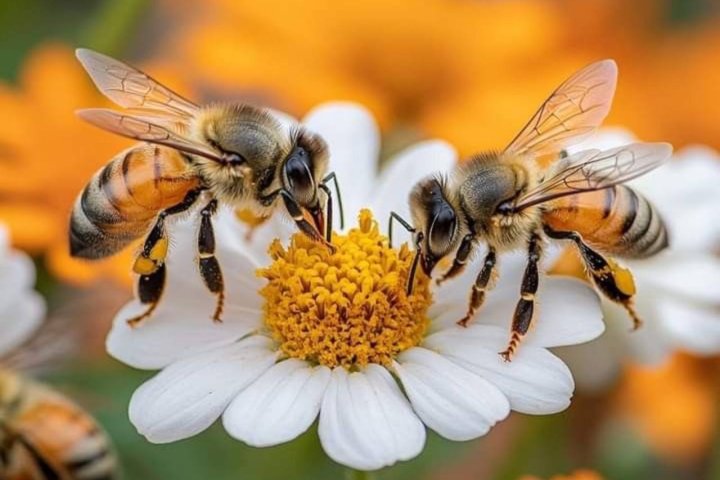 Более 3 тысяч пчелопакетов с «узбечками» не пустили в Россию