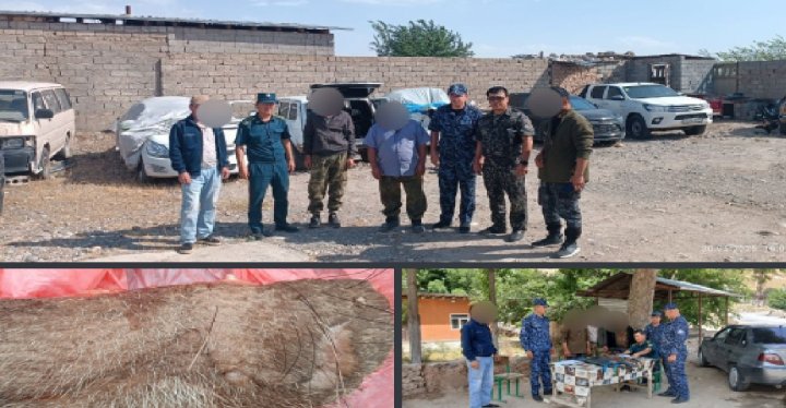 В Сурхандарьинской области мужчина убил джейрана