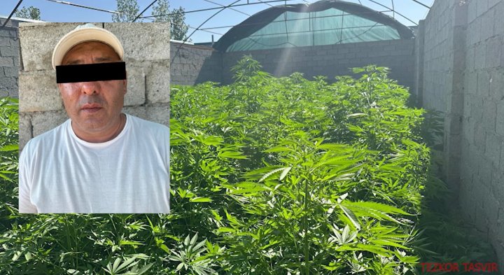 Теплица для каннабиса: В Самаркандской области пресекли распространение наркотиков