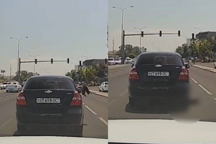 В Ташкенте кошку выбросили из окна авто — видео