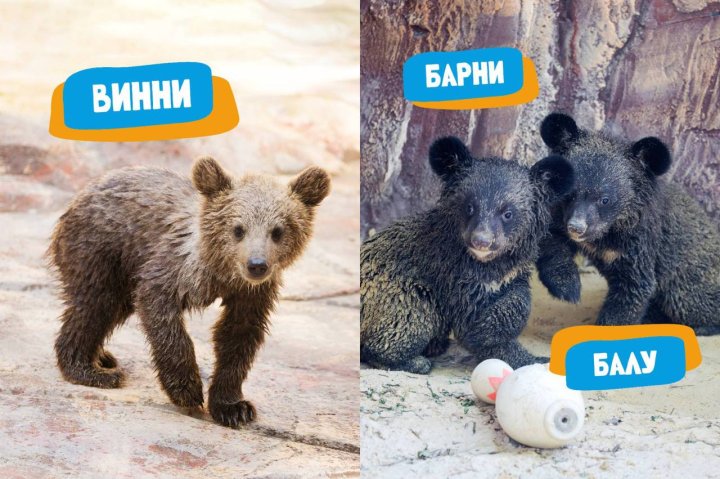 Винни, Барни, Балу: Узбекистанцы выбрали имена для медвежат в Ташкентком зоопарке