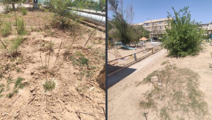 В Навоийской области наказали 20 ответственных лиц за провал проекта «Яшил макон»