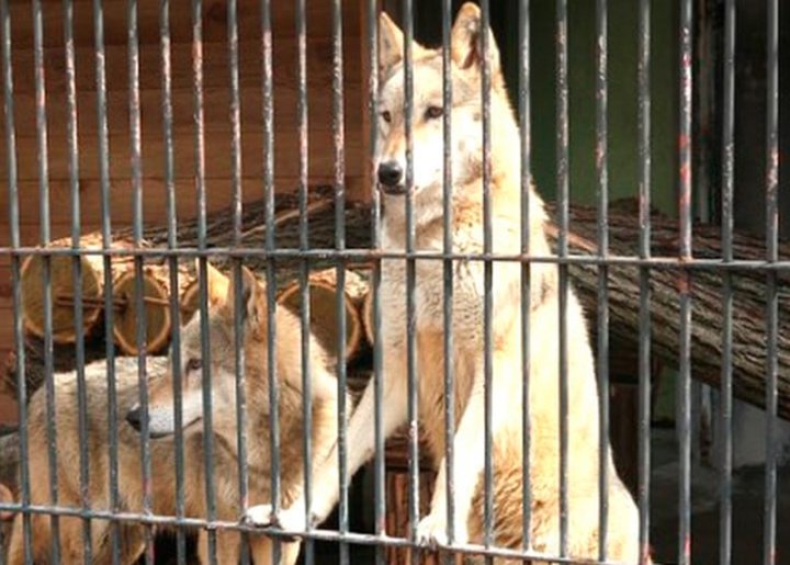 Житель Андижана содержал волков на автозаправке