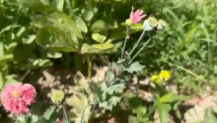 В Ташкентской области выявили случаи перевозки наркотиков и выращивания запрещённых растений