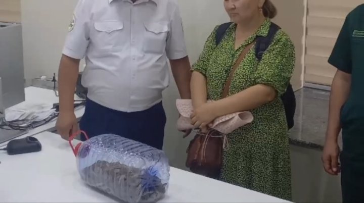 15 краснокнижных удавов едва не покинули Узбекистан — видео