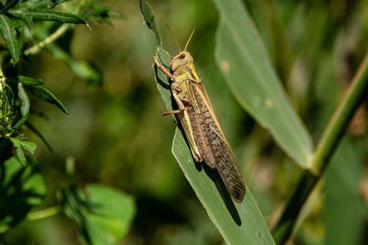Специалисты назвали уровень опасности распространения саранчи в Узбекистане