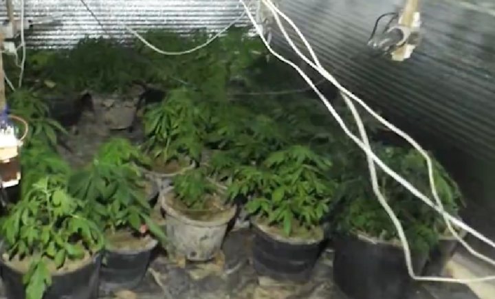 Сотрудники ОВД в Джизаке изъяли из оборота почти 5кг наркотиков и тысячи таблеток психотропных препаратов