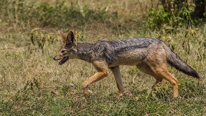 В Хорезмской области появились шакалы