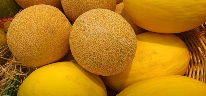 Узбекистан разрабатывает новые сорта дыни для теплиц