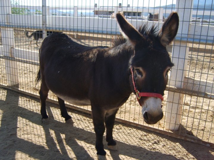 В Ташкенте пресекли попытку провоза 361 кг ослиного мяса