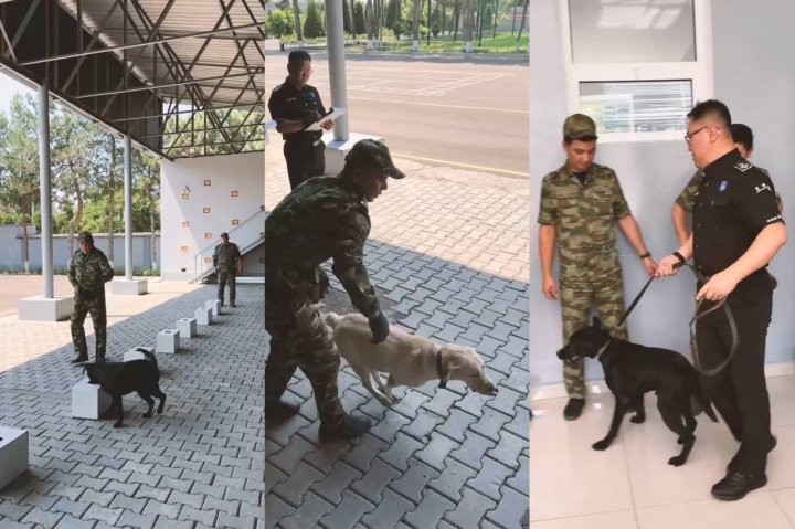 Шесть узбекских лабрадоров вскоре начнут службу в Южной Корее