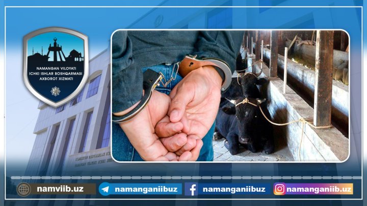 Двое 43-летних мужчин из Намангана промышляли воровством коров