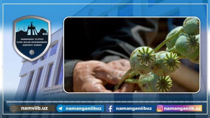 Пенсионер из Учкурганского района организовал плантацию опийного мака