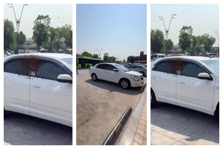 Рой пчел в Ташкенте атаковал автомобиль Cobalt
