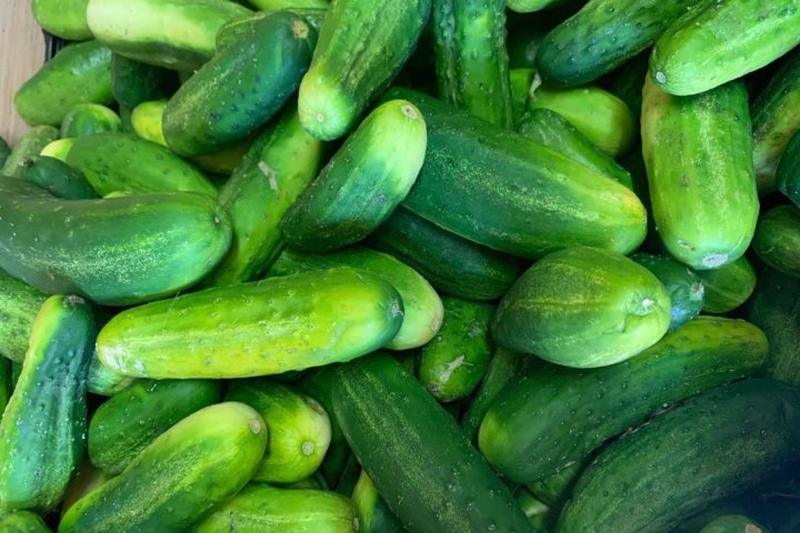 За 4 месяца Узбекистан экспортировал 3,1 тысячи тонн огурцов