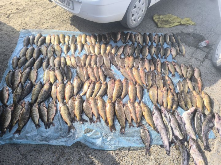 В Бухарской области браконьеры выловили рыбу на 3,5 млрд сумов