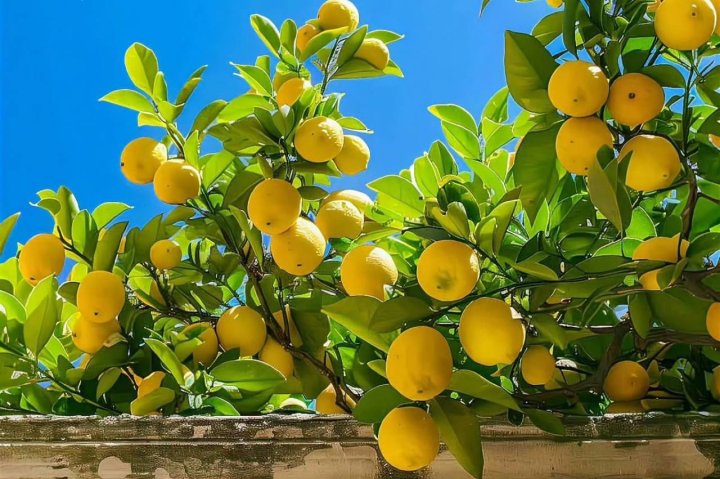 Узбекистанцам объяснили, почему лимоны взлетели в цене до 70 тысяч за кило