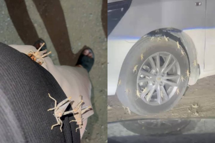 В регионах Узбекистана зафиксировано массовое нашествие саранчи — видео