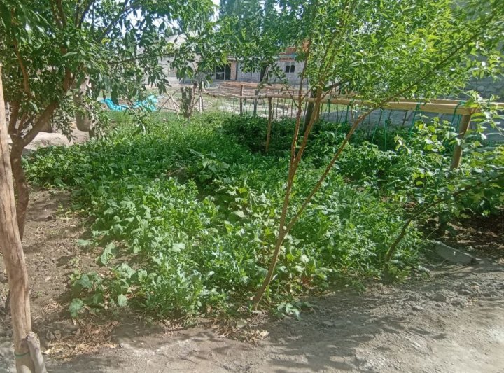 Жительница Коканда организовала в своём доме плантацию опийного мака