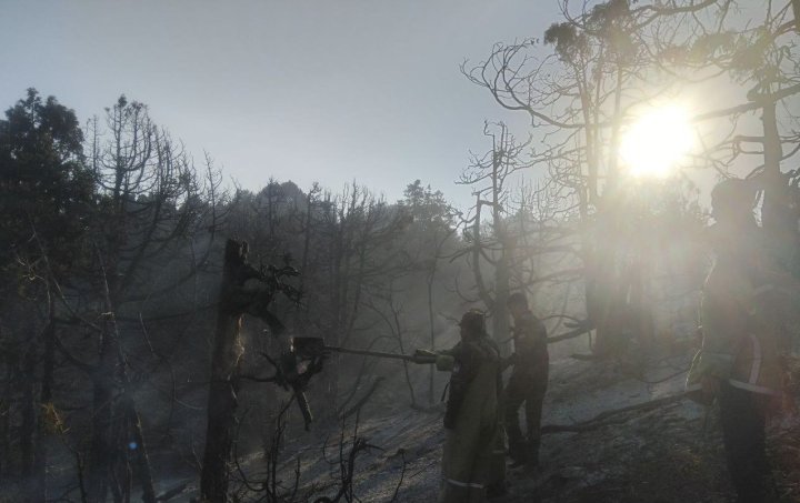 В Сурхандарье произошёл крупный пожар в лесном хозяйстве, его тушили всю ночь