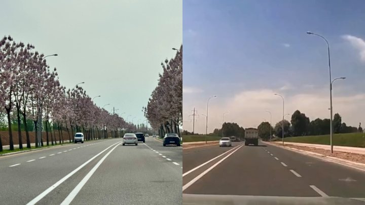 Власти Ташкента ответили на тему исчезновения взрослых деревьев