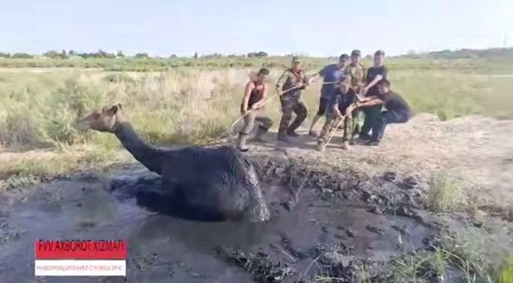 В Каракалпакстане сотрудники МЧС спасли верблюда