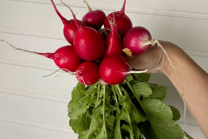 За 5 месяцев Узбекистан заработал на экспорте редиски $3,3 млн