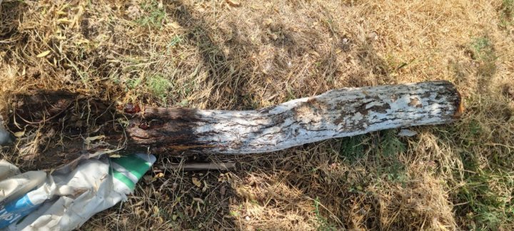 В Карши мужчина выплатит огромный штраф за вырубку засохшего дерева