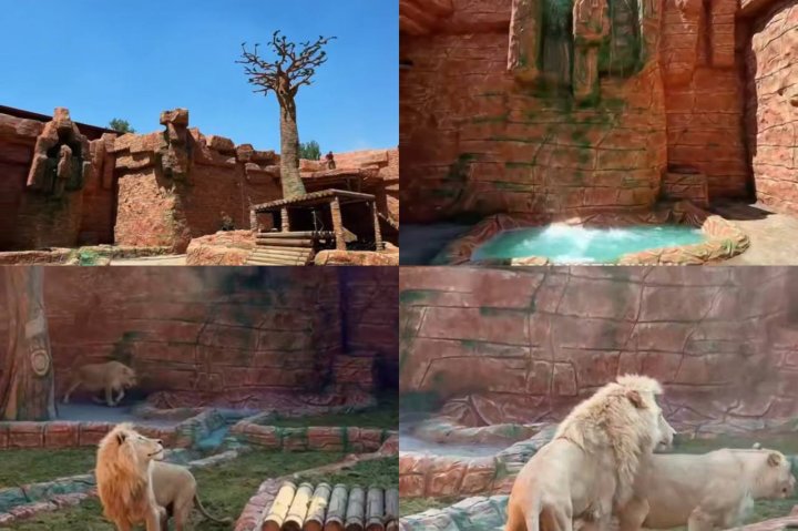 Почти как в саванне: в Ташкентском зоопарке обновили вольер белых львов — видео