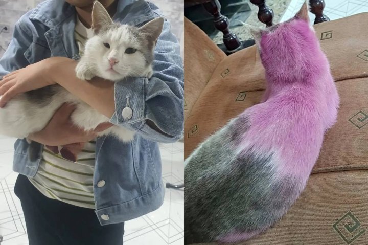 В Узбекистане сотрудница салона красоты покрасила кота — видео