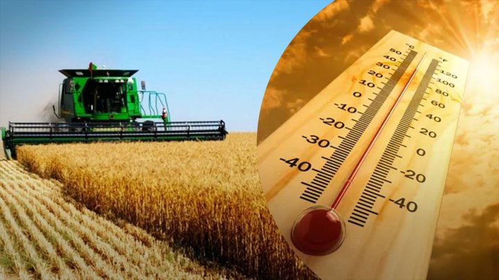 Узбекистанцам рассказали, как защитить урожай в условиях аномальной жары