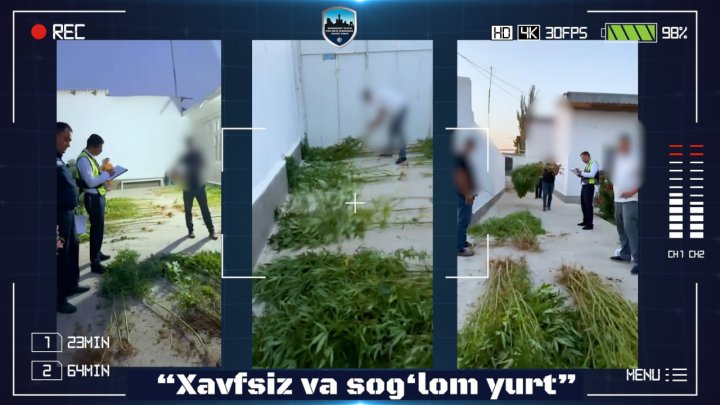 Житель Карши выращивал запрещённые растения и продавал наркотики