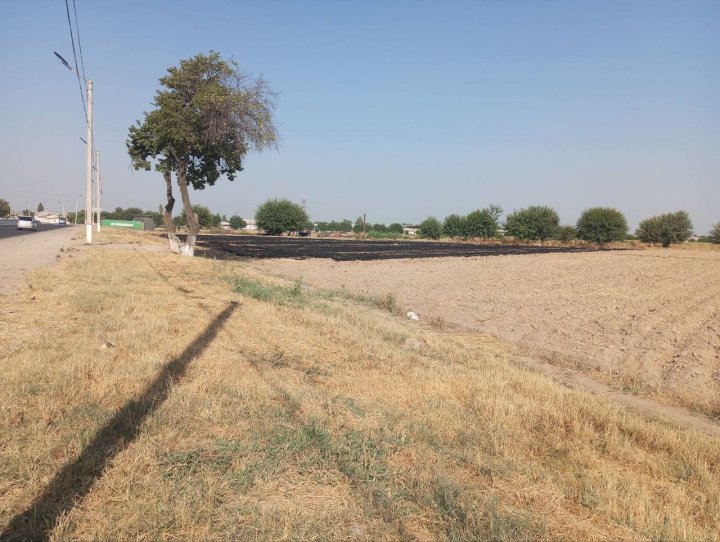 В Янгиюле экологи устанавливают виновных в поджоге поля, ущерб природе насчитывает сотни миллионов сумов