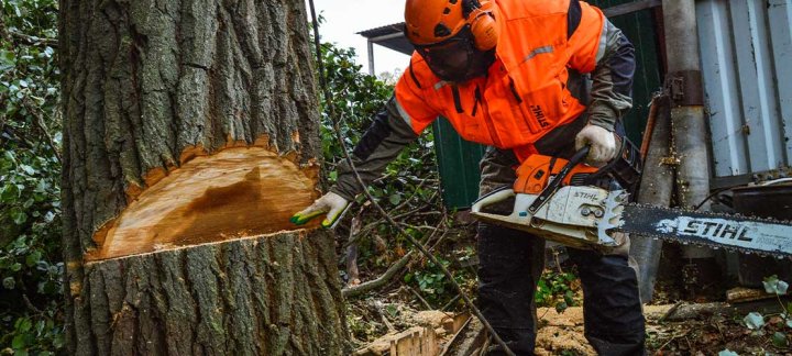 Минэкологии Узбекистана требует проверки подходов к вырубке деревьев после заявлений застройщика Назарова