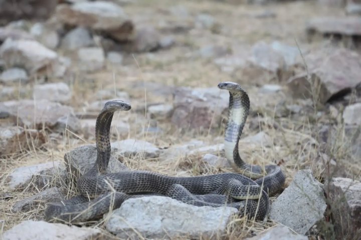 В Сурхандарье 23 редкие змеи выпущены в дикую природу