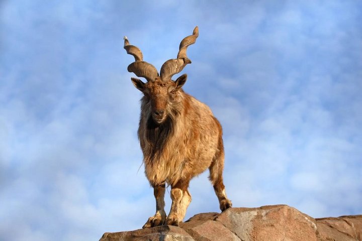 В Сурхандарье трое браконьеров убили редких горных козлов, ущерб — $350 тыс