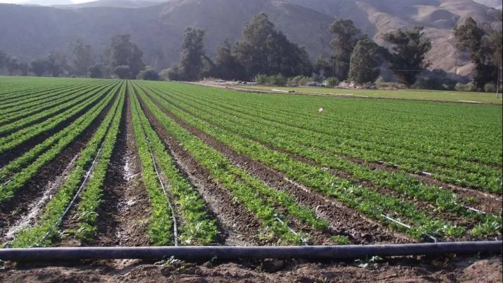 В Узбекистане вводят санкции за неиспользование земель по краям полей