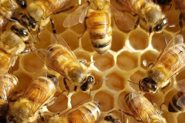 Стало известно, сколько пчелиных семей в Узбекистане