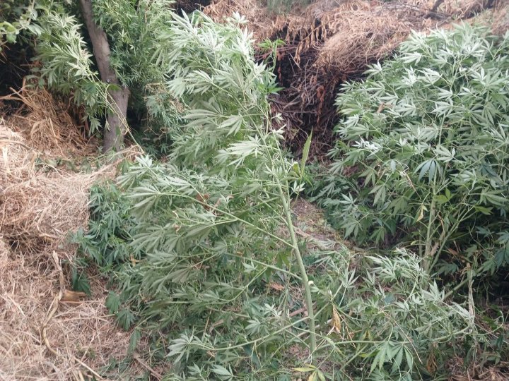 45-летний житель Ферганской области выращивал каннабис на приусадебном участке